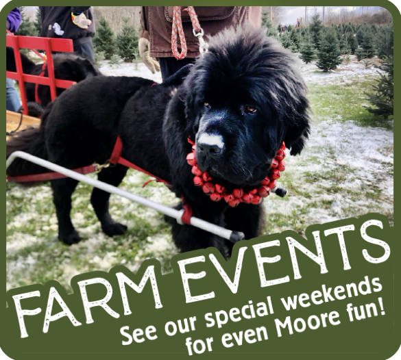 Christmas Season special events at Moore Tree Farms.