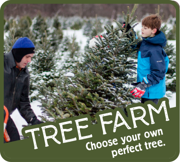 Choose your perfect Christmas Tree farm at Moore Family Farm